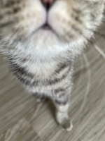 Cute Cat10