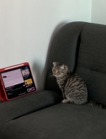 Cute Cat10