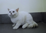 Cute Cat7
