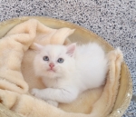 Cute Cat5