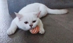 Cute Cat4