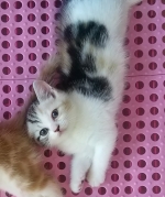 Cute Cat8