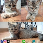 Cute Cat3