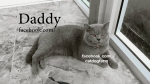 Cute Cat2