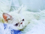 Cute Cat1