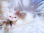 Cute Cat1