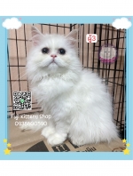 Cute Cat6