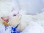 Cute Cat10