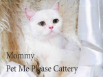 Cute Cat9