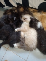 Cute Cat7
