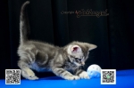 Cute Cat6