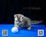 Cute Cat5