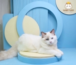 Cute Cat4