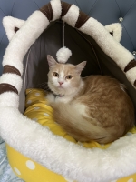 Cute Cat2