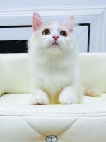 Cute Cat1