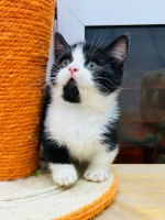 Cute Cat10