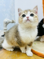 Cute Cat9