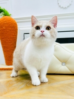 Cute Cat8