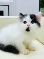 Cute Cat7