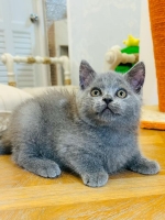 Cute Cat6