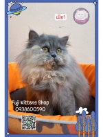 Cute Cat3