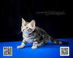 Cute Cat5
