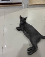 Cute Cat2