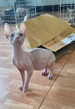 Cute Cat10