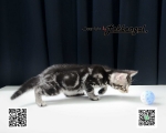 Cute Cat8