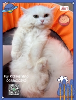 Cute Cat3