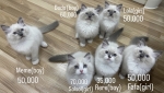 Cute Cat7