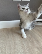 Cute Cat6