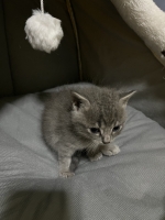 Cute Cat5