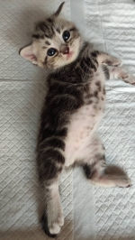 Cute Cat4