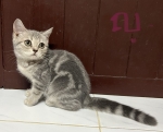 Cute Cat6