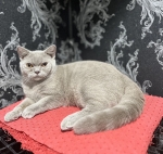Cute Cat5