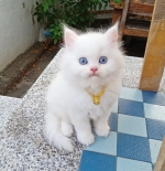Cute Cat2