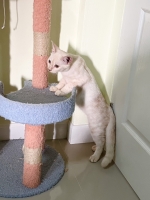 Cute Cat10