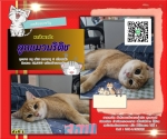 Cute Cat7