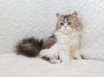 Cute Cat6