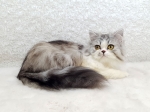 Cute Cat5