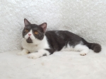 Cute Cat4