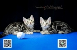 Cute Cat3