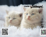 Cute Cat2