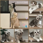 Cute Cat1