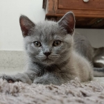 Cute Cat10
