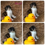 Cute Cat9