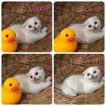 Cute Cat8