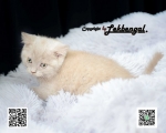 Cute Cat7