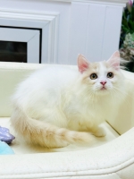 Cute Cat5